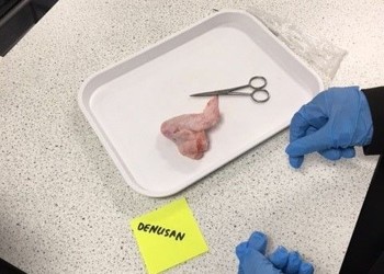 L3 Science - Chicken Wing Practical